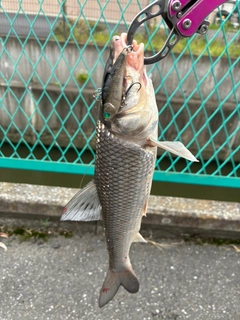 ニゴイの釣果