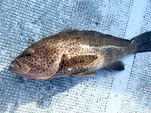 オオモンハタの釣果