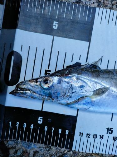 タチウオの釣果