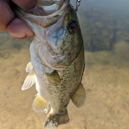 ラージマウスバス