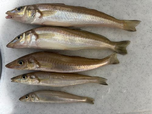タチウオの釣果