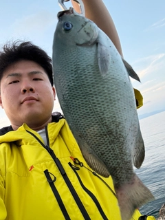 グレの釣果