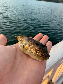 コモンフグの釣果