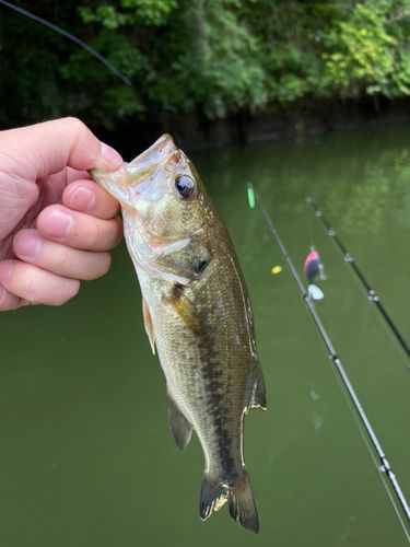 ラージマウスバスの釣果