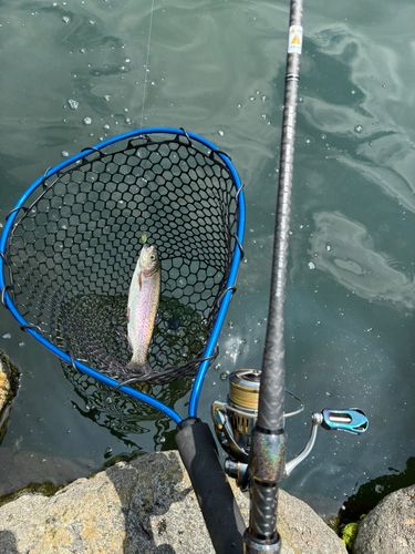トラウトの釣果