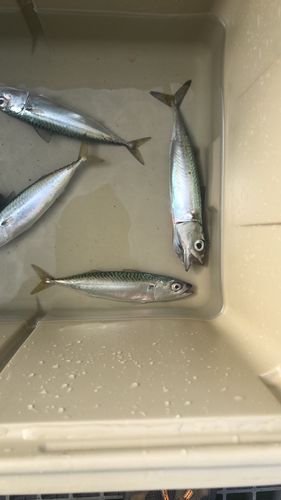 サバの釣果