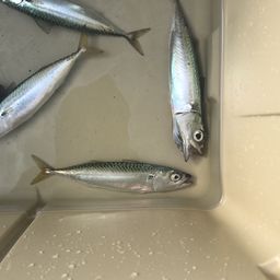 サバ