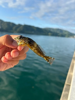 アナハゼの釣果