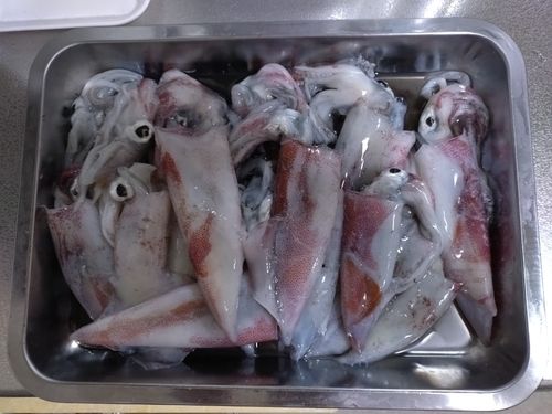 アカイカの釣果