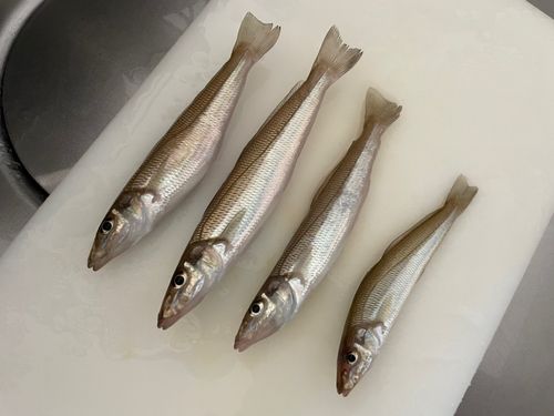キスの釣果