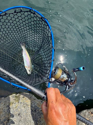 トラウトの釣果