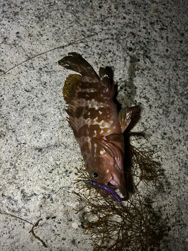 アコウの釣果