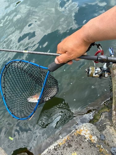 トラウトの釣果