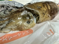 モンゴウイカの釣果