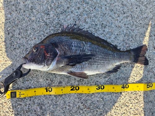 クロダイの釣果