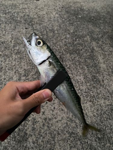 サバの釣果