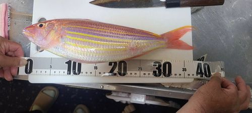 イトヨリダイの釣果