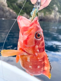 アカハタの釣果