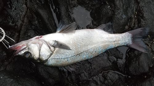 ヒラスズキの釣果