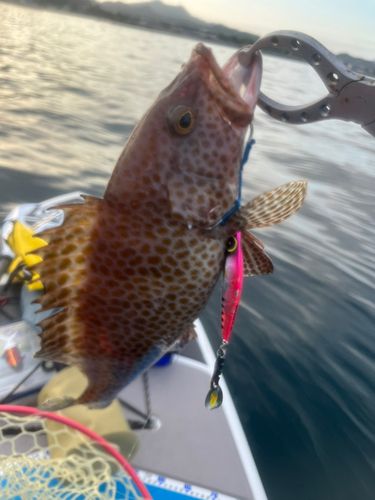 釣果