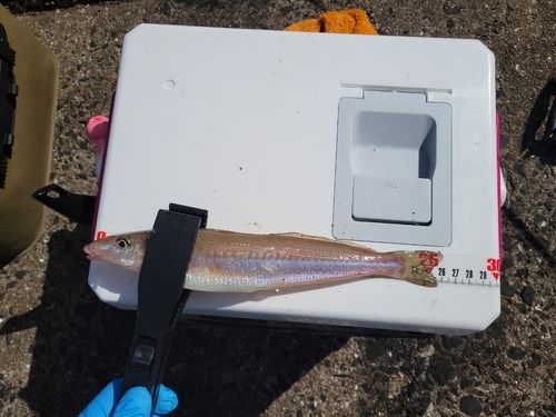 シロギスの釣果