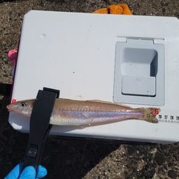 シロギス