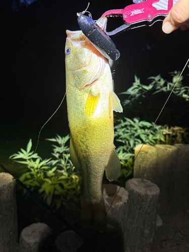 ラージマウスバスの釣果