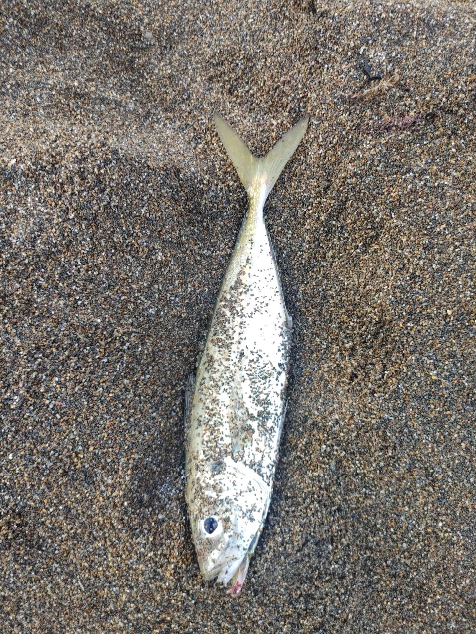 アジ