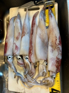 ケンサキイカの釣果