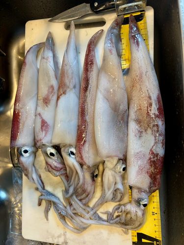 ケンサキイカの釣果
