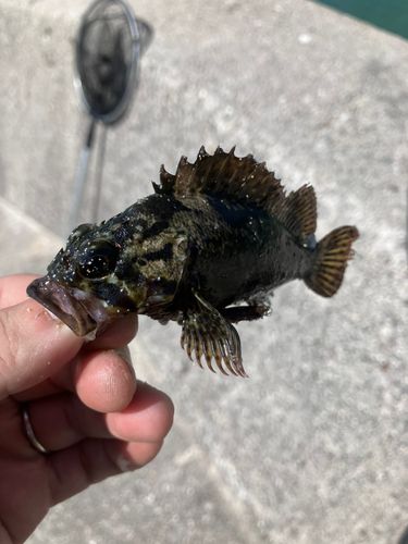 タケノコメバルの釣果