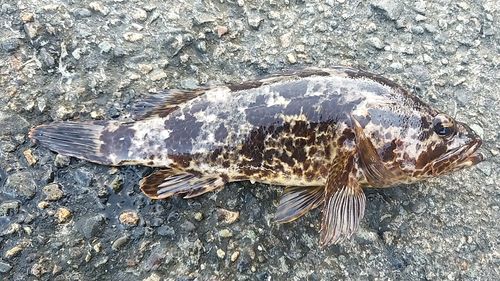 タケノコメバル