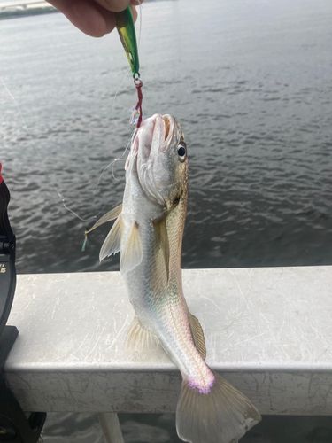 イシモチの釣果