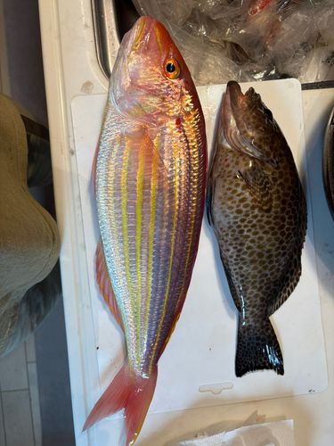 オオモンハタの釣果