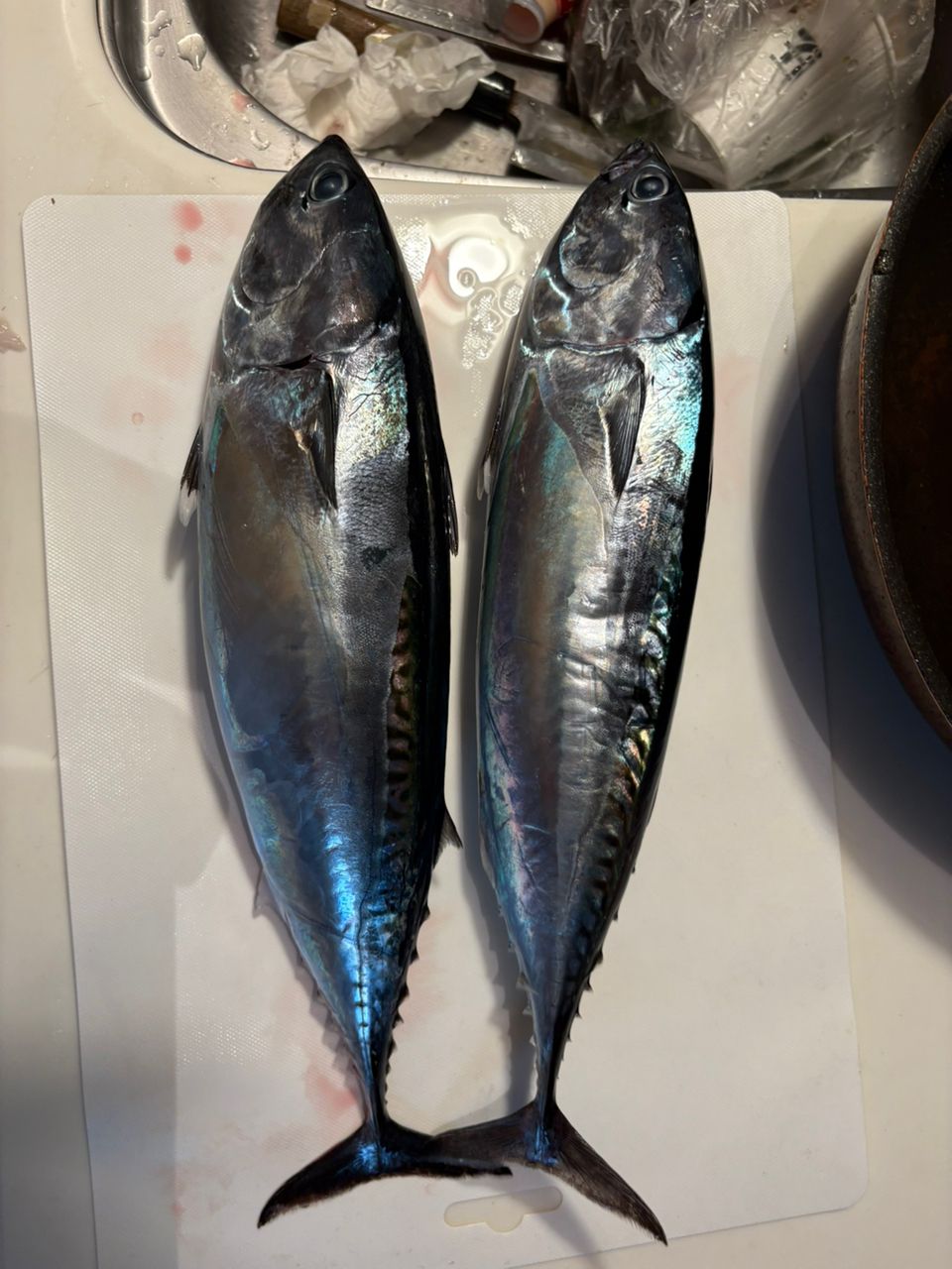 オオモンハタ