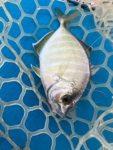 カイワリの釣果