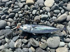 マルソウダの釣果