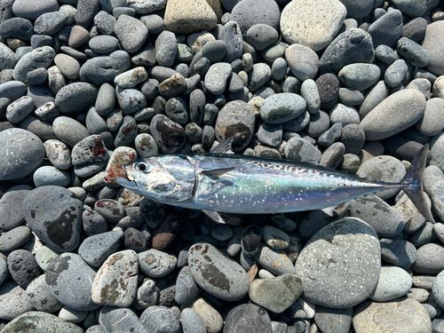 マルソウダの釣果