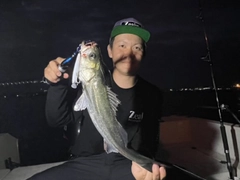 セイゴ(タイリクスズキ)の釣果