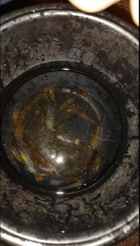 テナガエビの釣果