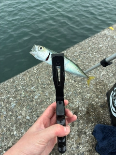 サバの釣果