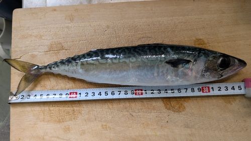 サバの釣果