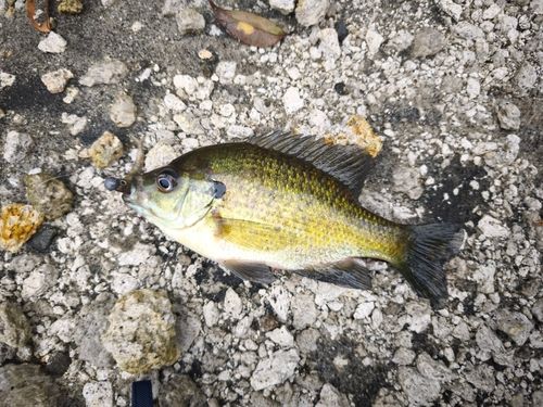 ブルーギルの釣果