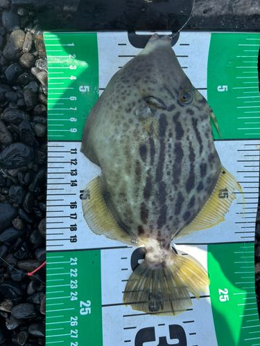 カワハギの釣果