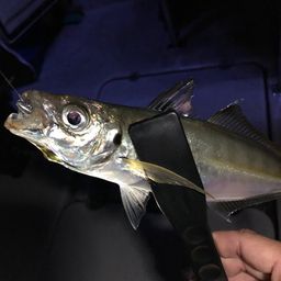 アジ