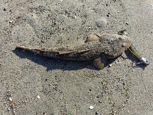 アオアジの釣果