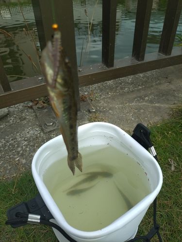 ハゼの釣果