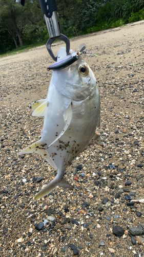 カスミアジの釣果
