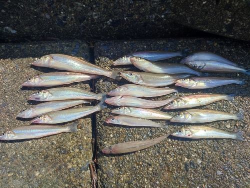 キスの釣果