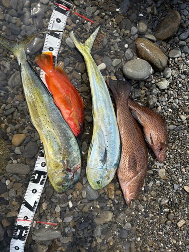 オオモンハタの釣果